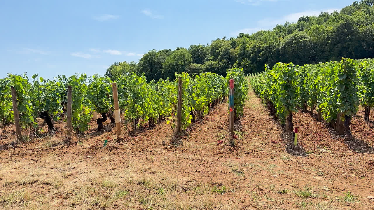 Beeld uit Nuits-Saint-Georges